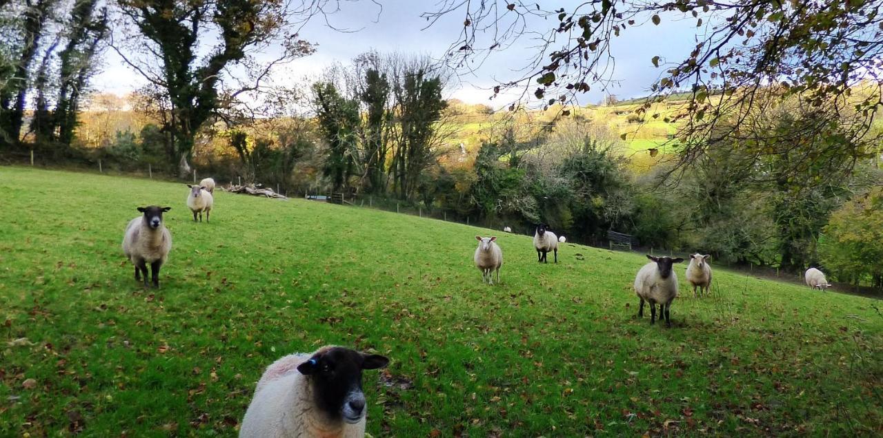 Homer Farm Marytavy Εξωτερικό φωτογραφία