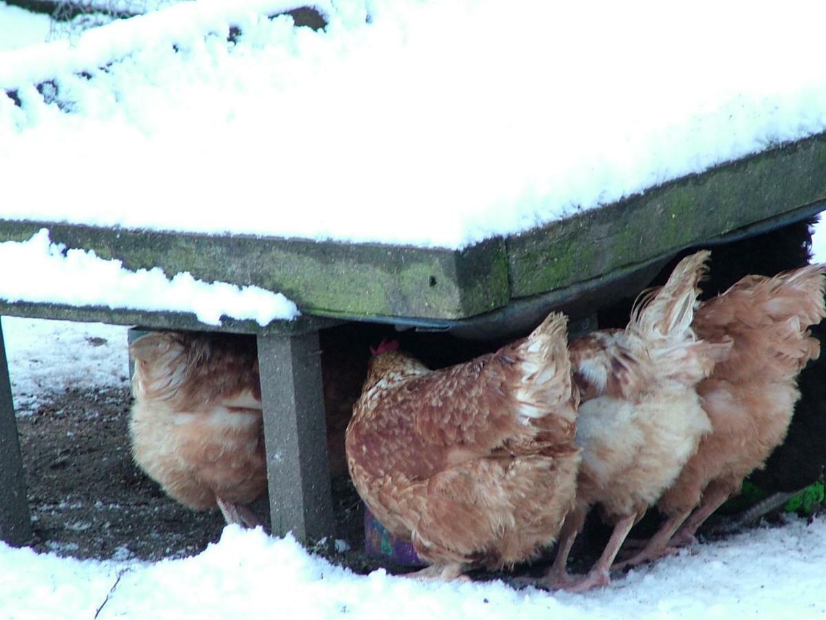 Homer Farm Marytavy Εξωτερικό φωτογραφία
